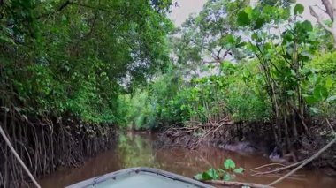 Igarape do Urubu Nehri, Delta das Canarias, Ilha das Canarias, Brezilya 'da tekne gezisi. Amazon yağmur ormanları. Güney Amerika