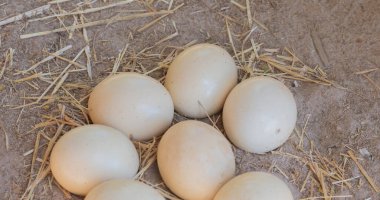 Devekuşu yumurtaları devekuşu çiftliğinde bırakılmış.