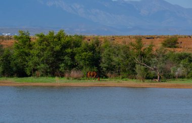 Afrika devekuşu ve atı Oudtshoorn, Güney Afrika 'da yarı çöl manzarasında bir devekuşu çiftliğinde