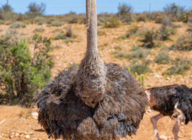 Güney Afrika 'da devekuşu çiftliğinde bir Afrika devekuşunun cesedi.