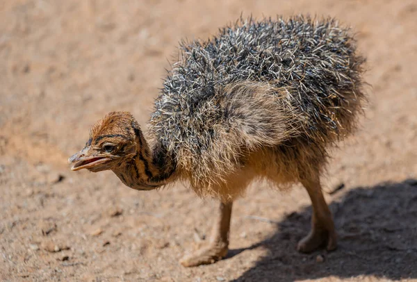 Afrikaanse Struisvogelkuikens Een Struisvogelboerderij Het Halfwoestijnlandschap Van Oudtshoorn Zuid Afrika — Stockfoto