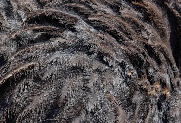 非洲鸵鸟雄鸟的鸵鸟羽毛作为背景 — 图库照片