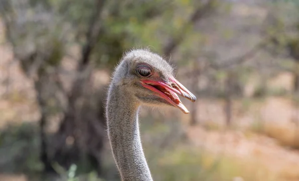 African Ostrich Ostrich Farm Closeup South Africa — Stock Photo, Image