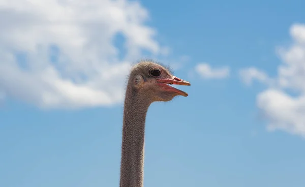 Afrikaanse Struisvogel Een Struisvogel Boerderij Closeup Zuid Afrika — Stockfoto