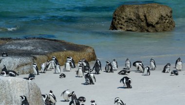 Güney Afrika 'nın Simons kasabasındaki Boulders Sahili' nde penguenler