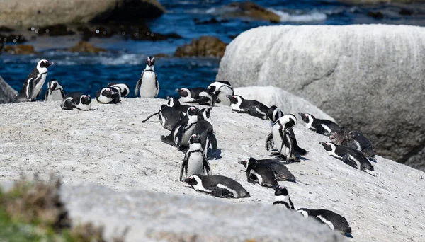Πιγκουίνοι Στην Παραλία Ογκόλιθοι Στην Πόλη Simons Νότια Αφρική Εικόνα Αρχείου
