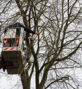 Hastalıklı ağaç kesilmeye hazır.