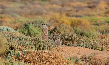 Meerkats in a savannah near Oudtshoorn South Africa