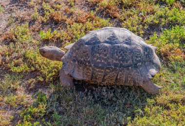 Leopar kaplumbağası Afrika 'nın vahşi ve savan manzarasında