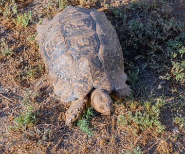 Leopar kaplumbağası Afrika 'nın vahşi ve savan manzarasında
