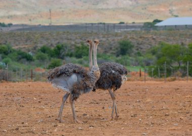 Oudtshoorn, Güney Afrika 'da yarı çöl manzarasında devekuşu çiftliğinde Afrika devekuşu.
