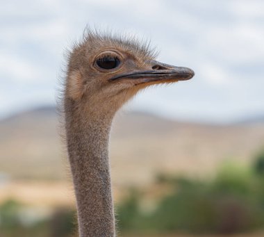 Güney Afrika 'da devekuşu çiftliğinde Afrika devekuşu.