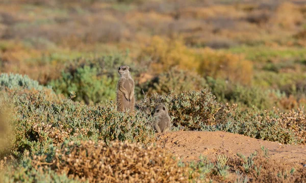 Meerkats Savannah Oudtshoorn South Africa — Foto Stock