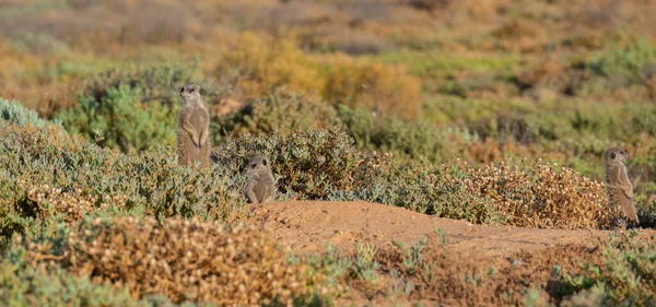 Meerkats Savannah Oudtshoorn South Africa —  Fotos de Stock