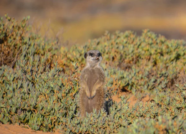 Meerkats Savannah Oudtshoorn South Africa — Fotografia de Stock