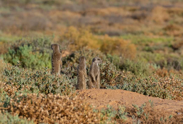 Meerkats Μια Σαβάνα Κοντά Στο Oudtshoorn Νότια Αφρική — Φωτογραφία Αρχείου