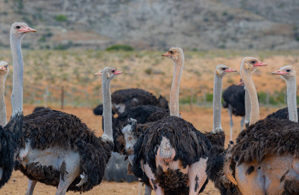 African ostriches at an ostrich farm in the semi desert landscape of Oudtshoorn, South Africa