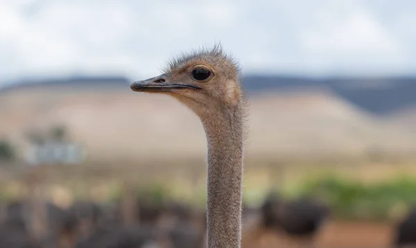 Burung Unta Afrika Sebuah Peternakan Burung Unta Dekat Afrika Selatan — Stok Foto
