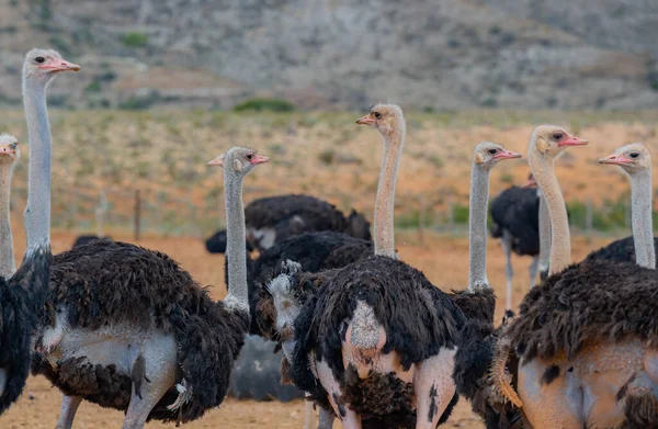 African Ostriches Ostrich Farm Semi Desert Landscape Oudtshoorn South Africa Stock Image