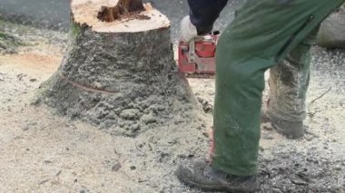 Bir STIHL testeresiyle ağacı kesip biçiyor.