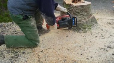Bir STIHL testeresiyle ağacı kesip biçiyor.