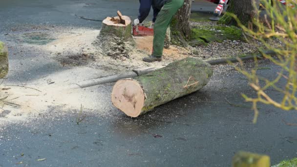 Cortar Serrar Árvore Com Uma Motosserra Stihl — Vídeo de Stock