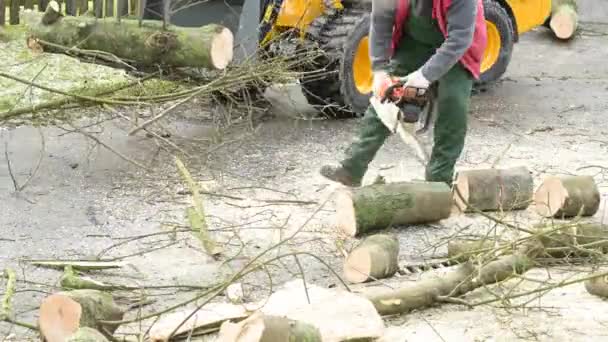 Bir Stihl Testeresiyle Ağacı Kesip Biçiyor — Stok video