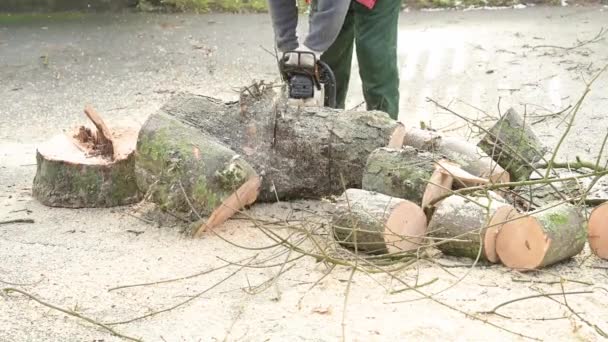 Cortar Serrar Árvore Com Uma Motosserra Stihl — Vídeo de Stock