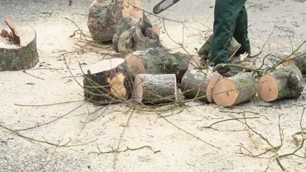 Bir Stihl Testeresiyle Ağacı Kesip Biçiyor — Stok video