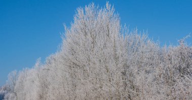 Kış manzarası, kar ve buz kaplı ağaçlar bir tarım arazisinde sabahın erken saatlerinde