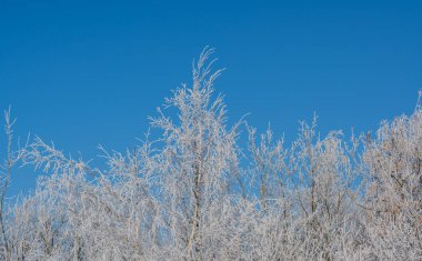 Kış manzarası, kar ve buz kaplı ağaçlar bir tarım arazisinde sabahın erken saatlerinde