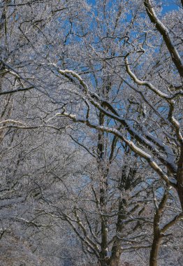 Kış manzarası, kar ve buz kaplı ağaçlar bir tarım arazisinde sabahın erken saatlerinde