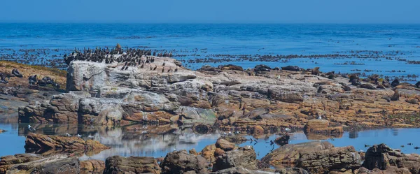South African fur seals or sea lions and cormorants on sea rocks at the Cape of Good Hope in South Africa