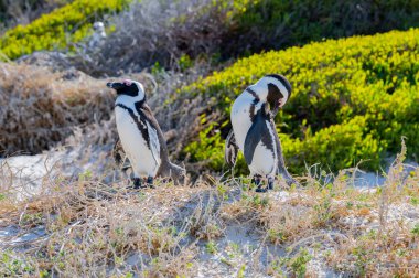 African penguins at Boulders Beach in Simons Town South Africa