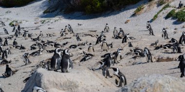 African penguins at Boulders Beach in Simons Town South Africa