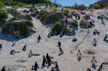 African penguins at Boulders Beach in Simons Town South Africa