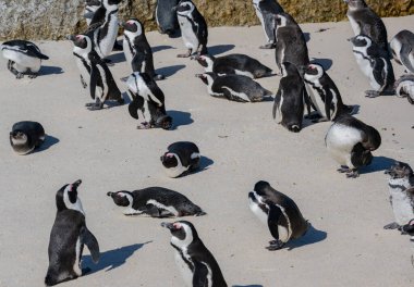 African penguins at Boulders Beach in Simons Town South Africa