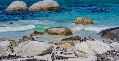 African penguins at Boulders Beach in Simons Town South Africa