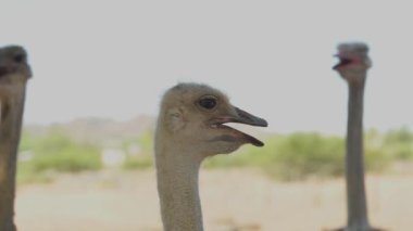 Güney Afrika 'da devekuşu çiftliğinde Afrika devekuşu.