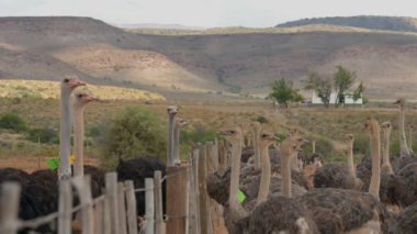 Male and female African ostriches at an ostrich farm in the semi desert landscape of Oudtshoorn, South Africa