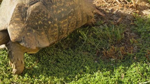 Tortuga Leopardo Paisaje Salvaje Sabana África — Vídeo de stock