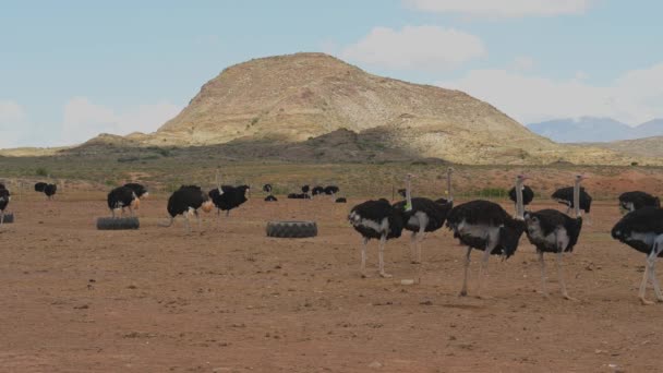 Male African Ostriches Ostrich Farm Semi Desert Landscape Oudtshoorn South — Video