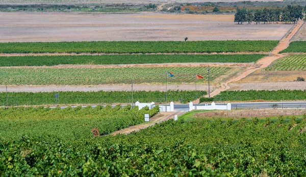 Wine Growing Area Grape Vines Stellenbosch South Africa — ストック写真