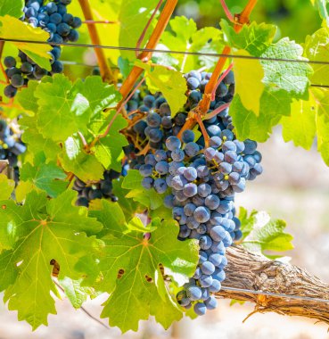 Grape variety Pinotage vine on the vine in the wine-growing region of Stellenbosch South Africa