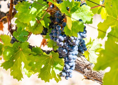 Grape variety Pinotage vine on the vine in the wine-growing region of Stellenbosch South Africa