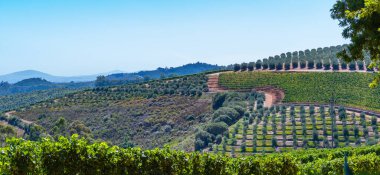 Wine growing area in the wine region and town of Stellenbosch