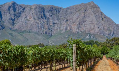 Wine Growing Area with Grape Vines near Stellenbosch South Africa