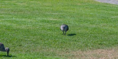 Cape Town Güney Afrika 'daki Sea Point Gezinti Alanı' nda da kaşık faturaları olarak adlandırılır.