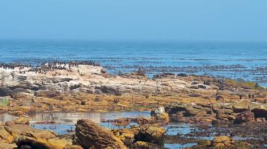 South African fur seals or sea lions and cormorants on sea rocks at the Cape of Good Hope in South Africa