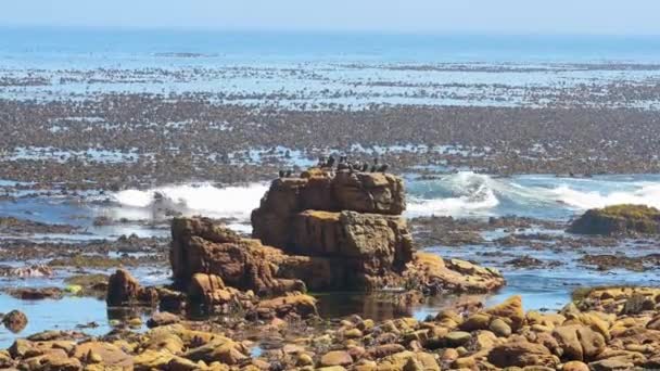 Cape Cormorants Sea Rocks Cape Good Hope South Africa — Vídeo de Stock